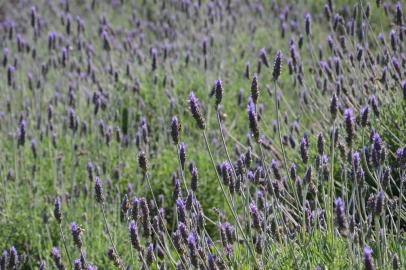 Campo de lavanda em Morro Reuter (RS).