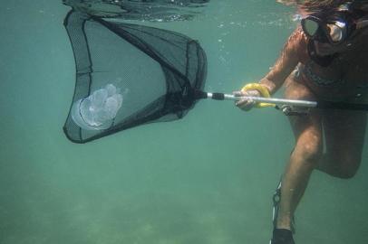 JELLYFISH-HOROWITZ-NSPR-092617

Antonella Leone, a researcher at the Institute of Sciences of Food Production, nets a jellyfish, in the Mediterranean near Ginosa, Italy, Aug. 31, 2017. Warming seas have caused an explosion in the jellyfish population. Some researchers and chefs are exploring the edibility of the gelatinous creatures. (Nadia Shira Cohen/The New York Times)

Editoria: I
Local: GINOSA
Indexador: NADIA SHIRA COHEN
Secao: D
Fonte: NYTNS
Fotógrafo: STR