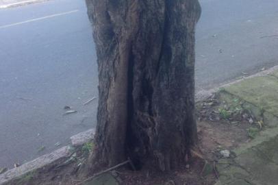 Uma árvore na Rua Humberto de Campos, no bairro Santo Antônio, em Porto Alegre, está preocupando moradores da região. Em agosto, a reportagem de GaúchaZH relatou o problema. Na época, a prefeitura afirmou que o vegetal seria retirado até o início de setembro. Reclamação foi postada pelo aplicativo Pelas Ruas.