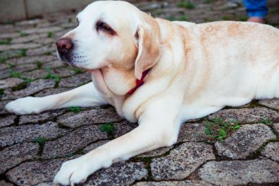  

PORTO ALEGRE, RS, BRASIL, 20/09/2017 : Matéria sobre os benefícios para a saúde animal tanto das rações como da alimentação natural. (Omar Freitas/Agência RBS)