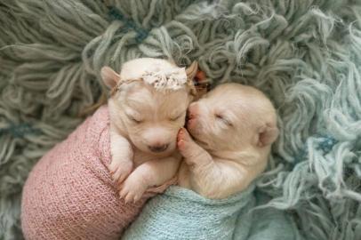 A fotógrafa Daniela Battastini, de Canela, faz ensaios newborn de cães e gatos para incentivar a adoção dos animais da Associação Amigo Bicho. 