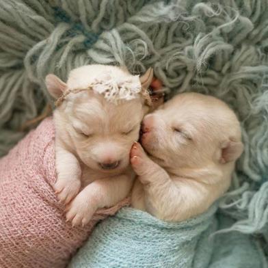 A fotógrafa Daniela Battastini, de Canela, faz ensaios newborn de cães e gatos para incentivar a adoção dos animais da Associação Amigo Bicho. 