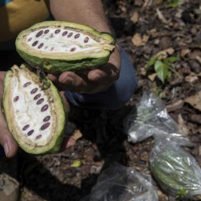 CACAO-KARP-LSPR-100317

Seed pods from different varieties of cacao, part of an International Cacao Collection at CATIE (an acronym in Spanish for the Tropical Agricultural Research and Higher Education Center), in Turrialba, Costa Rica, Sept. 11, 2017. Like many other crops, cacao is under constant threat from diseases and environmental challenges exacerbated by our tendency to grow only a few varieties with similar or identical genetic traits and defects. (Monica Quesada Cordero/The New York Times)

Editoria: A
Local: TURRIALBA
Indexador: MONICA QUESADA CORDERO
Fonte: NYTNS
Fotógrafo: STR