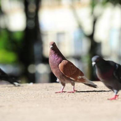  CAXIAS DO SUL, RS, BRASIL, 03/10/2017. Soama entrou com ação civil contra a Secretaria do Meio Ambiente para barrar a retirada das pombas das praças de Caxias. Na foto, aves na praça Dante Alighieri. (Porthus Junior/Agência RBS)