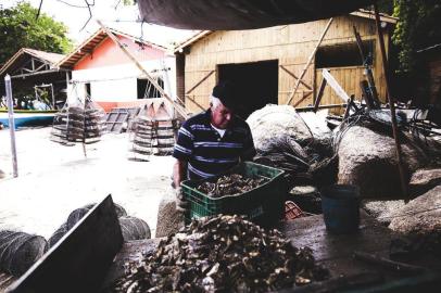  

FLORIANOPOLIS, SC, BRASIL, 11.10.2017: Fazenda de ostras em Santo Antônio da Lisboa (Foto: Diorgenes Pandini/Diário Catarinense)