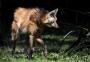 Pesquisadores buscam fotografar o lobo-guará, espécie ameaçada de extinção no Rio Grande do Sul