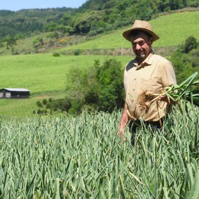  São Marcos, RS, Brasil (17/10/2017). Safra de Alho 2017. O produtor Marcelino Zanella relata o resultado da safra de alho 2017,  que está preste para ser colhida,  em São Marcos. (Roni Rigon/Pioneiro).