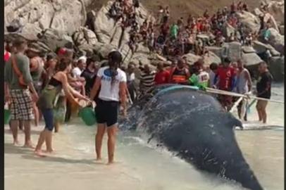  

ARRAIAL DO CABO, RJ, BRASIL - Mutirão ajuda baleia jubarte a retornar para o mar em Arraial do Cabo, no Rio. Foto é reprodução de live da Prefeitura de Arraial do Cabo