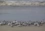 Festival Brasileiro de Aves Migratórias aponta belezas do Parque Nacional da Lagoa do Peixe