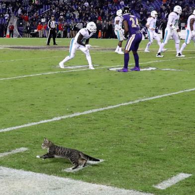 gato, nfl, futebol americano