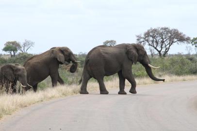 Kruger Park, na África do Sul.