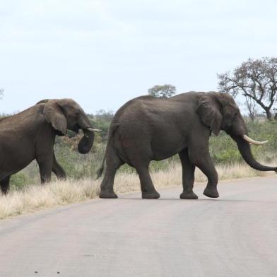 Kruger Park, na África do Sul.