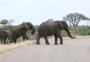 Atriz conta sua experiência no Kruger Park, na África do Sul