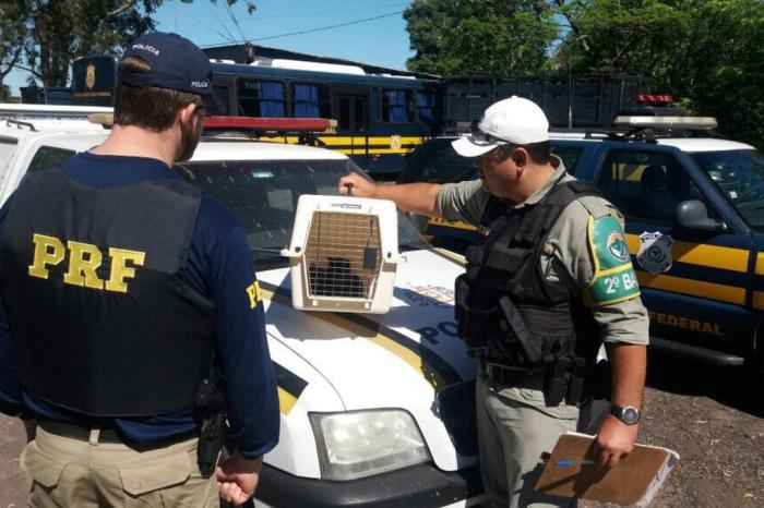 Divulgação / Polícia Rodoviária Federal