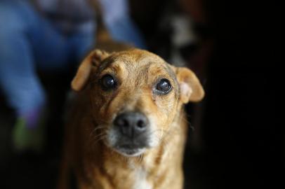  

NOVO HAMBURGO, RS, BRASIL, 03-02-2017: Centro Municipal de Proteção aos Animais (Cempra), de Novo Hamburgo, está superlotado e precisa de adotantes. (FOTO FÉLIX ZUCCO/AGÊNCIA RBS, Editoria de Geral).