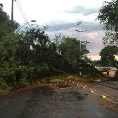 Uma árvore caiu na Avenida Guaíba, próximo ao número 10.748, no bairro Ipanema, zona sul de Porto Alegre, na noite desta quinta-feira (9). Segundo a Empresa Pública de Transporte e Circulação (EPTC), a queda do vegetal ocorreu devido ao vento forte que teve na região. 