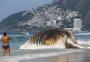 Corpo de baleia encalhada atrai curiosidade de banhistas em praia do Rio