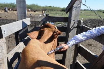  Fotos vacinação contra aftosa em Uruguaiana. Em local muito próximo da área urbana da cidade, inspetoria veterinária fez mutirão para vacinar animais de pequenos criadores que estão em áreas adjacentes.Anderson Petroceli, especial