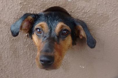  

O Grupo de Bombeiros de Assis, no interior de São Paulo, participou de um resgate inusitado no sábado (18). Segundo o G1, eles foram chamados para salvar uma cachorra que estava com a cabeça presa em um muro.