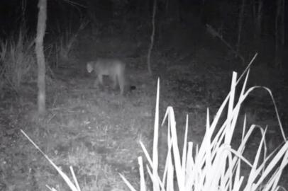 Uma câmera com visão noturna flagrou a presença de um puma na floresta do Parque Estadual do Ibitiriá, em Vacaria, região norte do Rio Grande do Sul. A gravação é considerada de grande importância pelo gestor do Ibiritiá. É a primeira vez que essa espécie é registrada aqui no parque, destaca o técnico ambiental Jefferson Floss. Ameaçado de extinção, o animal frequentemente é alvo de caçadores. Também conhecido como onça parda, suçuarana ou leão-baio, o puma concolor é o segundo maior felino do continente americano, atrás da onça pintada. Pode pesar até 75 kg e medir mais de dois metros de comprimento. De acordo com gestor do parque, o animal tem hábitos noturnos e se alimenta de roedores, aves e peixes. Pelas imagens ainda não foi possível especificar se é macho ou fêmea, afirma Floss.