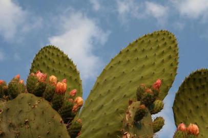 Nopal, cactus comum no México