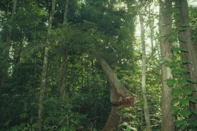 DEVASTAÇÃO DA FLORESTA AMAZÔNIA


#PÁGINA:30                     FOTO NÃO PUBLICADA