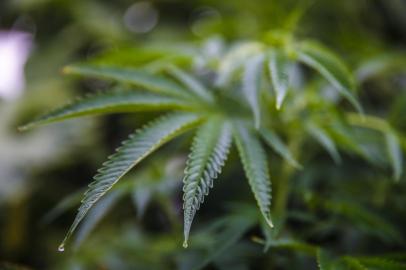  CABO POLONIO, ROCHA, URUGUAI, 16-01-2016: plantas de maconha na praia uruguaia de Cabo Polonio. Foto para matéria especial sobre o Turismo da Cannabis no litoral uruguaio (FOTO FÉLIX ZUCCO/AGÊNCIA RBS, Editoria SuaVida).Indexador: Felix Zucco