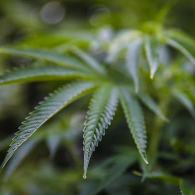  CABO POLONIO, ROCHA, URUGUAI, 16-01-2016: plantas de maconha na praia uruguaia de Cabo Polonio. Foto para matéria especial sobre o Turismo da Cannabis no litoral uruguaio (FOTO FÉLIX ZUCCO/AGÊNCIA RBS, Editoria SuaVida).Indexador: Felix Zucco