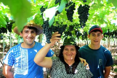  PINTO BANDEIRA, RS, BRASIL 28/11/2017Colheita de uva antecipada, queda na produção de uva: Marcos, Vilma e Mateus Manara, família que produz uma em Pinto Bandeira. (Felipe Nyland/Agência RBS)