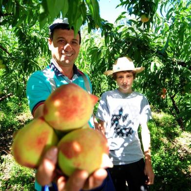  PINTO BANDEIRA, RS, BRASIL 28/11/2017Produção de pêssegos em Pinto Bandeira: queda na safra de 2017/18. Produtor de pêssegos Romildo Ferrari e o filho Pietro. (Felipe Nyland/Agência RBS)