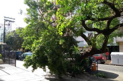 Galhos de uma árvore na Rua Demétrio Ribeiro, no bairro Centro Histórico, em Porto Alegre, estão quase encostando no chão devido a falta de poda. De acordo com um usuário do aplicativo Pelas Ruas, o problema já dura duas semanas. Moradores e comerciantes afirmam que o vegetal está prejudicando os pedestres.
