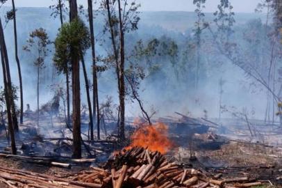 Após os bombeiros conseguirem combater parcialmente um incêndio a uma floresta de eucaliptos na região de Minas do Camaquã, no interior de Caçapava do Sul, as chamas retornaram com mais intensidade na manhã desta segunda-feira (11), atingindo uma área de cerca de 15 hectares.Os primeiros focos de incêndio começaram no domingo (10) pela manhã. Segundo testemunhas, o fogo iniciou em um lixo atrás de um CTG.
