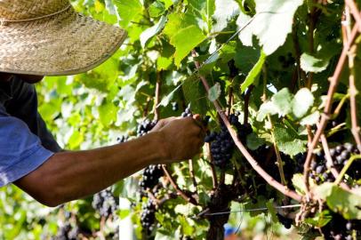 Tecnovits , setor vinícola , uva, colheita da uva