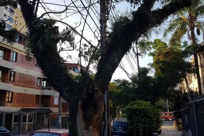 O pedaço do tronco de uma árvore que fica na Rua Miguel Couto, no bairro Menino Deus, em Porto Alegre, caiu sobre o portão de garagem de um prédio  em 26 de novembro. Após o ocorrido, vizinhos estão pedindo a poda do vegetal.