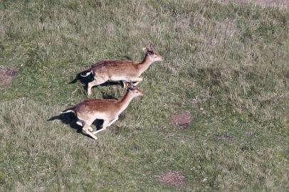  GRAVATAÍ, RS, BRASIL - A Fundação Municipal de Meio Ambiente de Gravataí notificou, na tarde desta quinta-feira (24), a administração do parque Pampas Safari para impedir o sacrifício de 300 cervos. O Ibama havia determinado o sacrifício em julho, em razão da disseminação de tuberculose entre os animais.De acordo com o diretor-presidente da Fundação, Jackson Müller, o procedimento está suspenso até segunda ordem e serão instaladas duas placas de aviso no parque com a determinação.