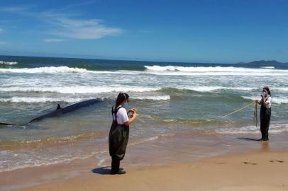 baleia encalha em praia de Paulo Lopes