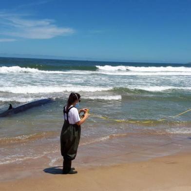 baleia encalha em praia de Paulo Lopes