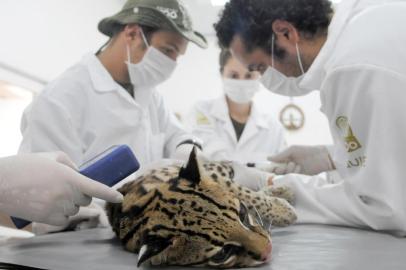  O parque zoológico de Gramado, o Gramadozoo, recebeu nesta quarta-feira (27) dois machos de jaguatirica. A dupla, que estava em observação na área de quarentena do zoo, foi levada para um recinto especial junto à outra fêmea da espécie. Os animais foram trazidos pelo Ibama de um centro de triagem do Norte do Brasil.