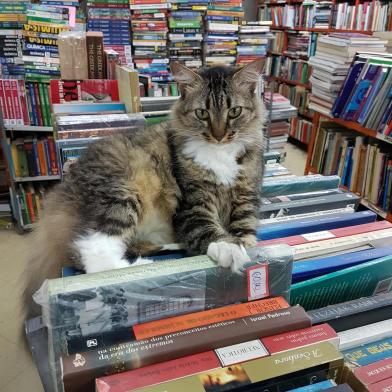 Gato em sebo (livraria) no Rio de Janeiro.