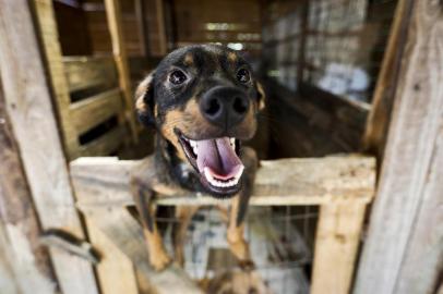  IMBE, RS, BRASIL, 01-02-2016: O cachorro Caco, resgatado da rua no litoral norte do RS. O casal Virna Alice Marciel e Julio Puglia criou uma ONG para abrigar e proteger caes e gatos. Eles cuidam de 410 animais no abrigo que mantem na praia de Imbe. (Foto: Mateus Bruxel / Agencia RBS)Indexador: Mateus_Bruxel