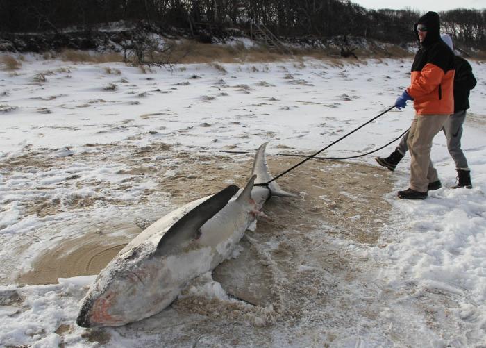 Atlantic White Shark Conservancy / Divulgação