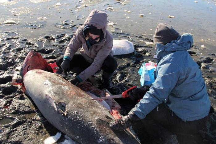 Atlantic White Shark Conservancy / Divulgação