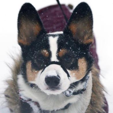 Massive Winter Storm Brings Snow And Heavy Winds Across Large Swath Of Eastern SeaboardBOSTON, MA - JANUARY 4: Potato the corgi walks down Newbury Street during a massive winter storm on January 4, 2018 in Boston, Massachusetts. Schools and businesses throughout the Boston area are closed as the city is expecting over a foot of snow and blizzard like conditions throughout the day.   Maddie Meyer/Getty Images/AFPEditoria: WEALocal: BostonIndexador: Maddie MeyerFonte: GETTY IMAGES NORTH AMERICAFotógrafo: STF