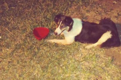 Cachorro resgatado pela Brigada Militar