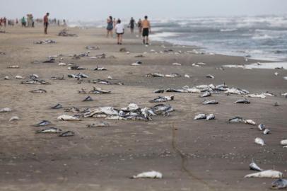  IMBÉ, RS, BRASIL, 20-01-2018. Veranistas foram surpreendidos com o aparecimento de milhares peixes mortos na orla das praias de Atlântida Sul, Albatroz, Santa Teresinha e Mariluz. Da espécie bagre que está ameaçado de extinção.(FOTO: ANDERSON FETTER/AGÊNCIA RBS)Indexador: Anderson Fetter