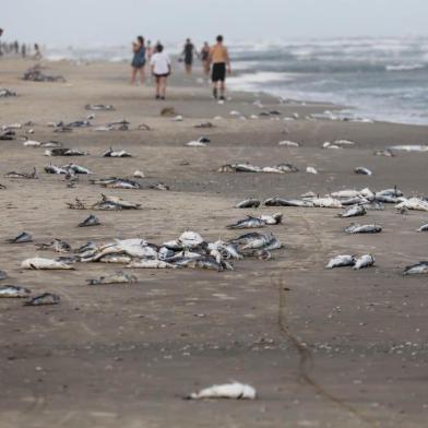  IMBÉ, RS, BRASIL, 20-01-2018. Veranistas foram surpreendidos com o aparecimento de milhares peixes mortos na orla das praias de Atlântida Sul, Albatroz, Santa Teresinha e Mariluz. Da espécie bagre que está ameaçado de extinção.(FOTO: ANDERSON FETTER/AGÊNCIA RBS)Indexador: Anderson Fetter