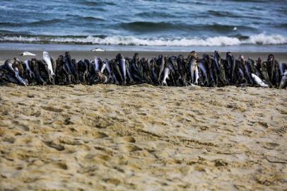  IMBÉ, RS, BRASIL, 20-01-2018. Veranistas foram surpreendidos com o aparecimento de milhares peixes mortos na orla das praias de Atlântida Sul, Albatroz, Santa Teresinha e Mariluz. Da espécie bagre que está ameaçado de extinção.(FOTO: ANDERSON FETTER/AGÊNCIA RBS)Indexador: Anderson Fetter