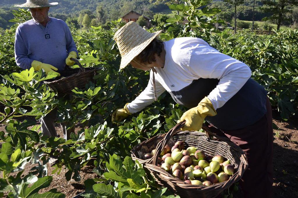 Doce tradição: produção de chimia de figo reúne gerações ao redor do tacho  na Serra