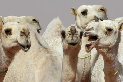  Camels are seen during a beauty contest as part of the annual King Abdulaziz Camel Festival in Rumah, some 160 kilometres east of Riyadh, on January 19, 2018.The 28-day King Abdulaziz Camel Festival features races and camels beauty contest, known as Miss Camel with prizes amounting to $30 million. / AFP PHOTO / FAYEZ NURELDINEEditoria: ACELocal: RumahIndexador: FAYEZ NURELDINESecao: customs and traditionFonte: AFPFotógrafo: STF