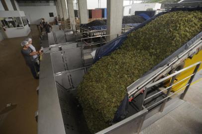  FLORES DA CUNHA, RS, BRASIL, 19/01/2018 - A Cooperativa Aliança recebe produção de uva de seus assossiados. (Marcelo Casagrande/Agência RBS)